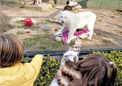  ?? G. CASTAING ?? Con los chicos. Ayer, en la despedida del Zoo, un cachorro, tras abrir un regalo con carne y frutas.
