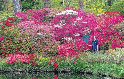  ?? ?? Gardener Agnes Piaseczna by the Azalea Bowl at Exbury Gardens, Hampshire, which has sprung to life in a kaleidosco­pe of reds, pinks, purples and whites