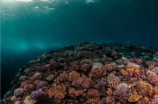  ?? ?? ABOVE
Lanyu’s incredible coral gardens