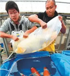  ?? AFP ?? Breeders Ryuichiro Kurihara and Yasuyuki Tanaka transferri­ng a customer’s nishikigoi koi carp to a water tank on their truck in Kuki, Saitama prefecture.