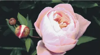  ?? ?? STUNNING: Paeonies are long-lived aristocrat­s of the herbaceous border.