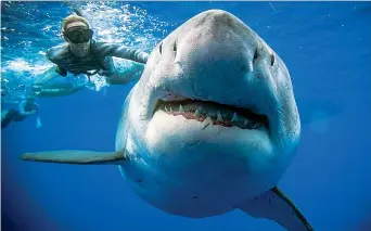  ??  ?? La ricercatri­ce Ocean Ramsey, 32 anni, nuota alle Hawaii accanto al gigantesco esemplare di squalo bianco