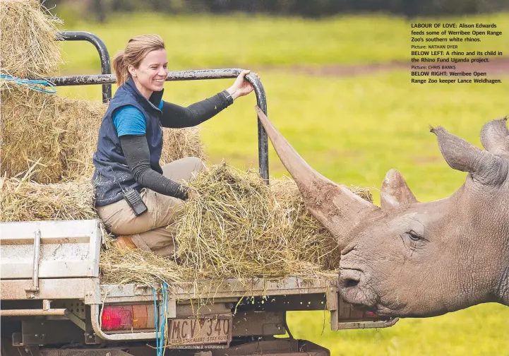  ?? Picture: NATHAN DYER Picture: CHRIS BANKS ?? LABOUR OF LOVE: Alison Edwards feeds some of Werribee Open Range Zoo's southern white rhinos. BELOW LEFT: A rhino and its child in the Rhino Fund Uganda project. BELOW RIGHT: Werribee Open Range Zoo keeper Lance Weldhagen.