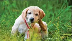  ?? Foto: sushytska, Fotolia ?? Kratzen und beißen sich Hunde im Frühjahr häufiger als im Rest des Jahres, kann es gut sein, dass sie eine Pollenalle­rgie haben.