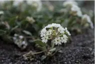  ?? MARK DAVIS /THE POWELL TRIBUNE ?? The sand verbena is Yellowston­e National Park’s rarest species, in danger of extinction due to human foot traffic.