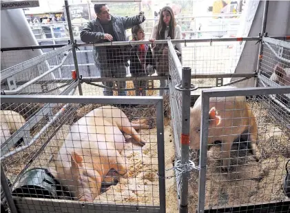  ?? EMMANUEL FERNáNDEZ ?? Visitas. La muestra del concurso de porcinos, ayer, en la Rural de Palermo.