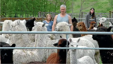  ??  ?? Alpaca Experience staff Denise Phillips, Keenan Scott and Mitchell Scott move a group of alpaca ready for shearing.