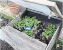  ??  ?? Use a cold frame for protection while hardening off young seedlings.