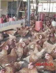  ??  ?? Poultry farming