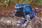 ??  ?? LEFT A blue poison dart frog
