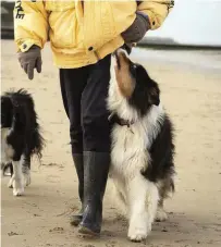  ??  ?? CLOCKWISE FROM LEFT The dogs always know which pocket the ball is in; much-chased balls eventually lose their shape; these athletic dogs can easily jump up to 1.8 metres from standing; collies are expert stalkers