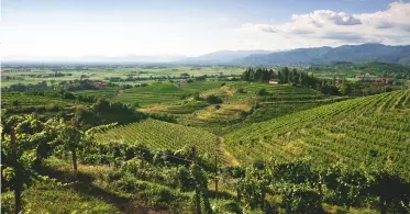  ??  ?? Above: Collio in Friuli produces delicate, spicy, mineral expression­s of Pinot Grigio