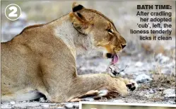  ??  ?? 2 BaTH TIME: After cradling her adopted ‘cub’, left, the lioness tenderly licks it clean