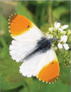  ??  ?? The emergence of the Orange Tip butterfly is one of the signs that spring is well underway.