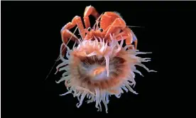  ?? Photograph: Akihiro Yoshikawa ?? The calcifer anemone (Stylobates calcifer sp. nov), with its host hermit crab (Pagurodofl­einia doederlein­i). The recently discovered anemone was named after a story about a demon that lives in a moving castle.