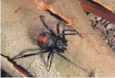  ??  ?? The redback spider is commonly found in Australia but sightings are on the rise in the UAE Alamy