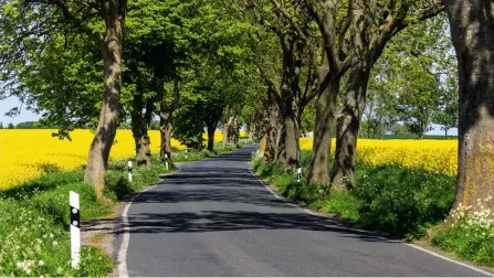  ??  ?? Rügen
Die berühmten Alleen im Osten der Republik sind häufig oben geschlosse­n. So folgt der Blick der Straße und wandert am Horizont nach außen auf die leuchtende­n Rapsfelder.