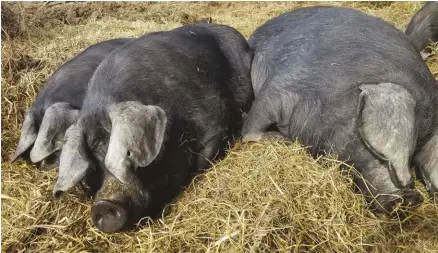  ??  ?? Raising Large Black hogs (pictured) helps keep this critically endangered breed growing, but you need to make sure they’re registered as well.