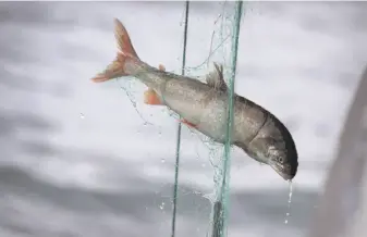  ?? Scott Olson / Getty Images 2017 ?? Fish trapped in a gill net are hoisted aboard a commercial fishing boat on Lake Superior in Michigan. In California, a bill before the governor would ban the use of drift gill nets.