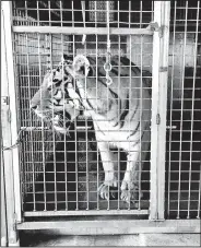  ?? Special to the Arkansas Democrat-Gazette ?? Poinsett County deputies discovered six lions, seven tigers, including this one, and a leopard in a workshop near Weiner when they responded Saturday to an anonymous call about the animals.