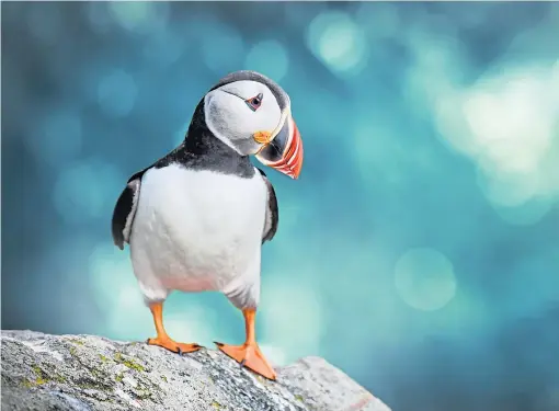  ?? ?? Scientists are probing death of more than 100 puffins