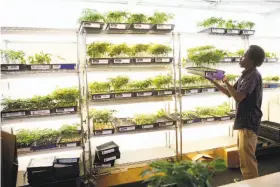  ?? Scott Strazzante / The Chronicle ?? De’Leon Haley stacks pot plants at Harborside Health Center. A proposed plan would give people of color in Oakland a greater role in the marijuana business.