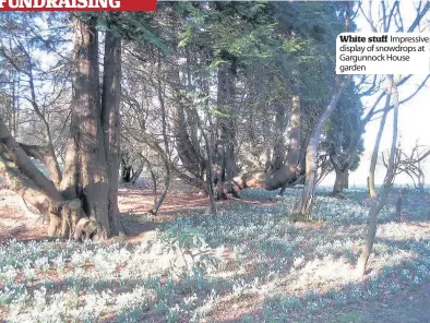  ??  ?? White stuff Impressive display of snowdrops at Gargunnock House garden