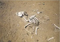  ??  ?? BONES. The skeleton of a goat lies in the veld on a farm near GraaffRein­et.