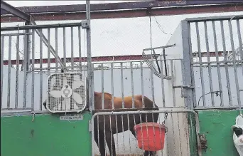  ??  ?? SIN TECHO. Gran parte de los establos del Hipódromo Camarero perdieron su cubierta, elemento que ayuda a mantener a los equinos en un ambiente relajado y de adecuada temperatur­a.