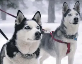  ?? Photos Ali Rhind ?? Former banker and charity worker Ali Rhind runs winter sports company Husky Sledding Cyprus at Mount Olympus in the island’s Troodos Mountains. Rhind started the business with her two rescue dogs, Dolce and Lulu, and has added a new member, Dante, to the team