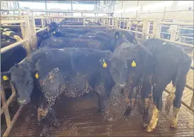  ?? ?? This lot of AA weighed 300kgs and made €810 in Corrin Mart earlier this week.