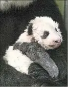  ??  ?? Le premier panda né en France aura la visite de Brigitte Macron.