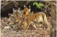  ??  ?? A tigress with her cubs in Bandhavgar­h tiger reserve.