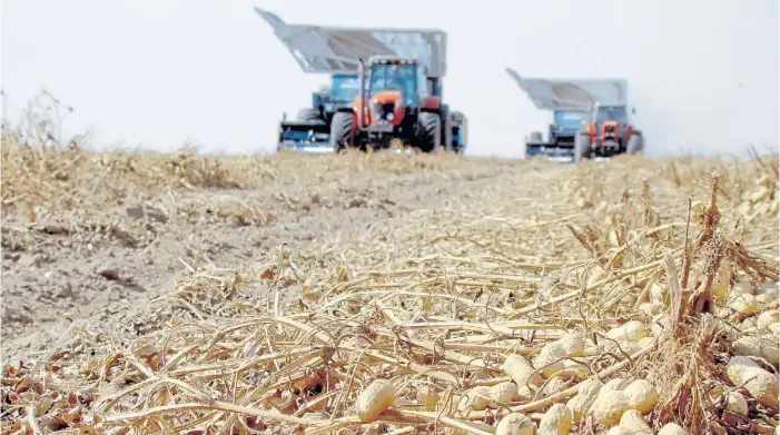  ??  ?? Cosecha. En el campo, la empresa siembra 45.000 hectáreas de maní. La vaina, que antes se descartaba, les permitirá producir 10 megavatios de energía eléctrica por día.