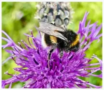  ??  ?? Bees are crucial to our survival; during lockdown, as pollution plummeted, bees thrived