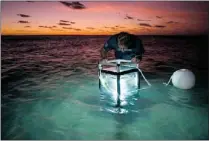  ?? VANCOUVER SUN FILES ?? Australian researcher Dr. Neil Bruce studies specimens in a lighted aquarium on Lizard Island Reef in Australia.