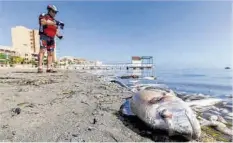  ?? EFE ?? Peces muertos a orillas del Mar Menor.