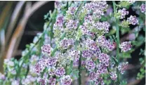  ??  ?? Native broom . . . Carmichael­ia carmichael­iae is a weeping native broom, now rare in the wild.