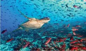  ?? Photograph: Luiz Puntel/Alamy ?? A turtle in the rich waters off Ecuador, one of the world’s key migratory route for the reptiles, as well as whales, sharks and rays. Population­s of these species have plummeted this century.