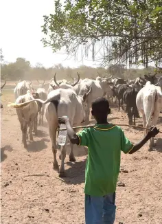  ?? — AFP photos ?? A young cow herder guides cattle in a transhuman­ce corridor near the Danoa dam in northeaste­rn Ivory Coast.