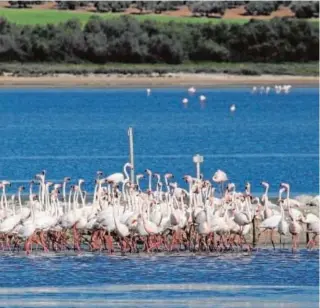  ?? // ABC ?? Flamencos en la laguna malagueña de Fuente de Piedra este mismo mes