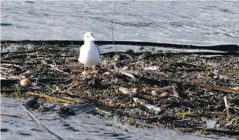  ??  ?? A seagull rests on a raft of kelp off Friday Harbor in the San Juan Islands.