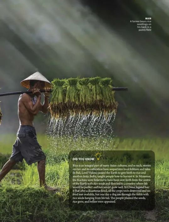  ??  ?? MAIN A farmer bears rice seedlings on his back in a paddy field