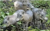  ?? ZOO MIAMICOURT­ESY ?? At six weeks old, the four warthog piglets — one female and three males — at Zoo Miami are even kind of cute.