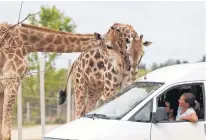  ?? REUTERS ?? People sit in a car as the Hungarian National Circus opens a drive-in Safari Park during in Szada, Hungary, Tuesday.