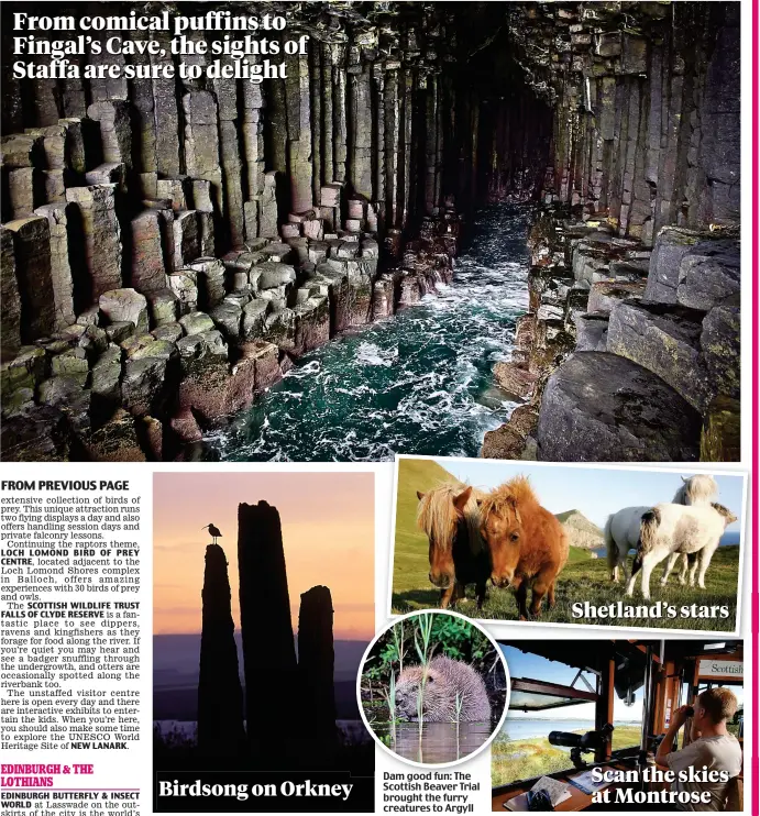  ??  ?? From comical puffins to Fingal’s Cave, the sights of Staffa are sure to delight Dam good fun: The Scottish Beaver Trial brought the furry creatures to Argyll Scan the skies at Montrose Birdsong on Orkney Shetland’s stars