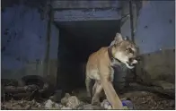  ?? NATIONAL PARK SERVICE VIA AP ?? Adult male mountain lion P-64 walks out of a tunnel at Santa Monica Mountains National Recreation Area in 2018. Los Angeles and Mumbai, India ,are the world’s only megacities of 10 million-plus where large felines breed, hunt and maintain territory within urban boundaries.