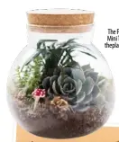  ??  ?? $59
The Plant Runner Mini Terrarium Kit theplantru­nner.com
