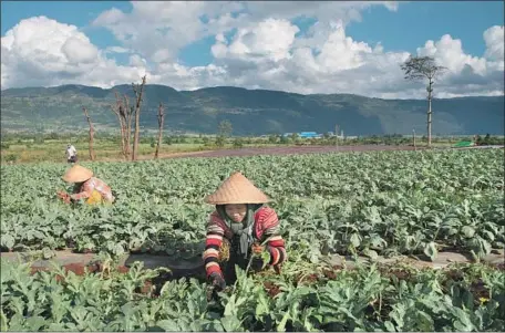  ?? Photograph­s by Thet Htoo For The Times ?? LABORERS work in a melon plantation near Inn Wine Pahel in eastern Myanmar. The land belongs to members of another ethnic group.