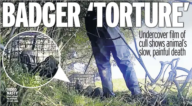  ??  ?? VIDEO NASTY Man stood by badger in cull cage